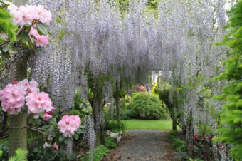 Ashburton’s Blooming Beauty