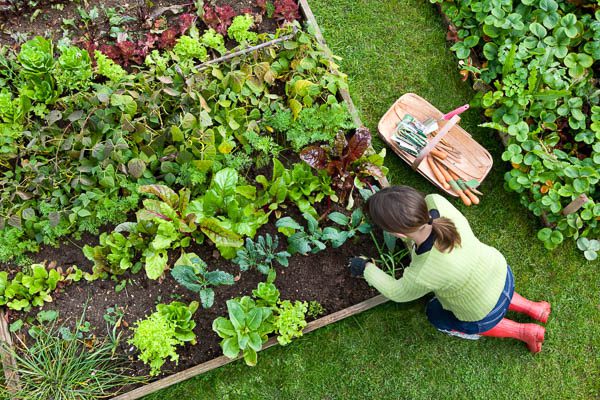 home and gardening