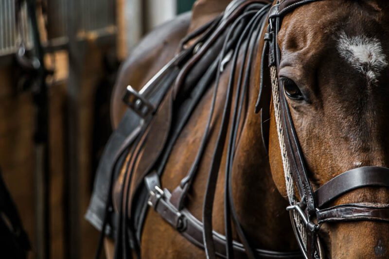 Close Up Horse Dramatic Look - Metropol