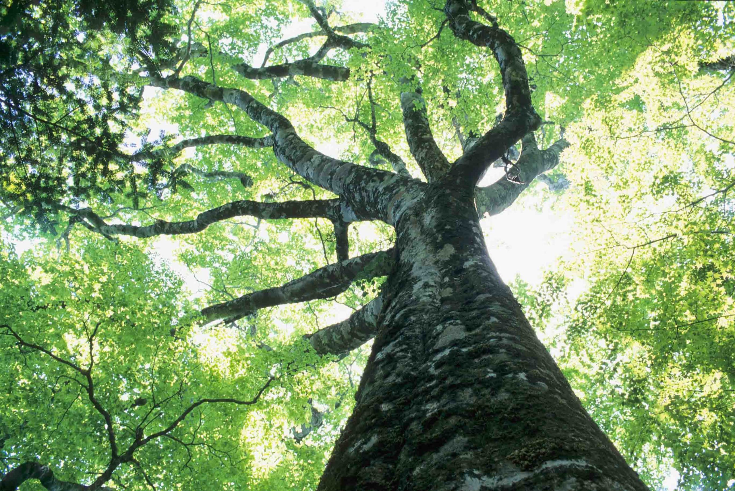 The water of life: The Tree People - Metropol