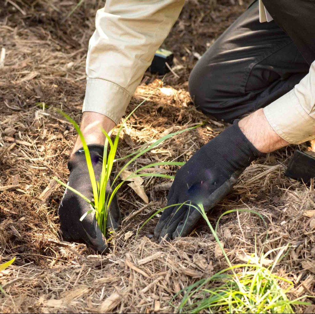 Planting tube stock seedlings Metropol