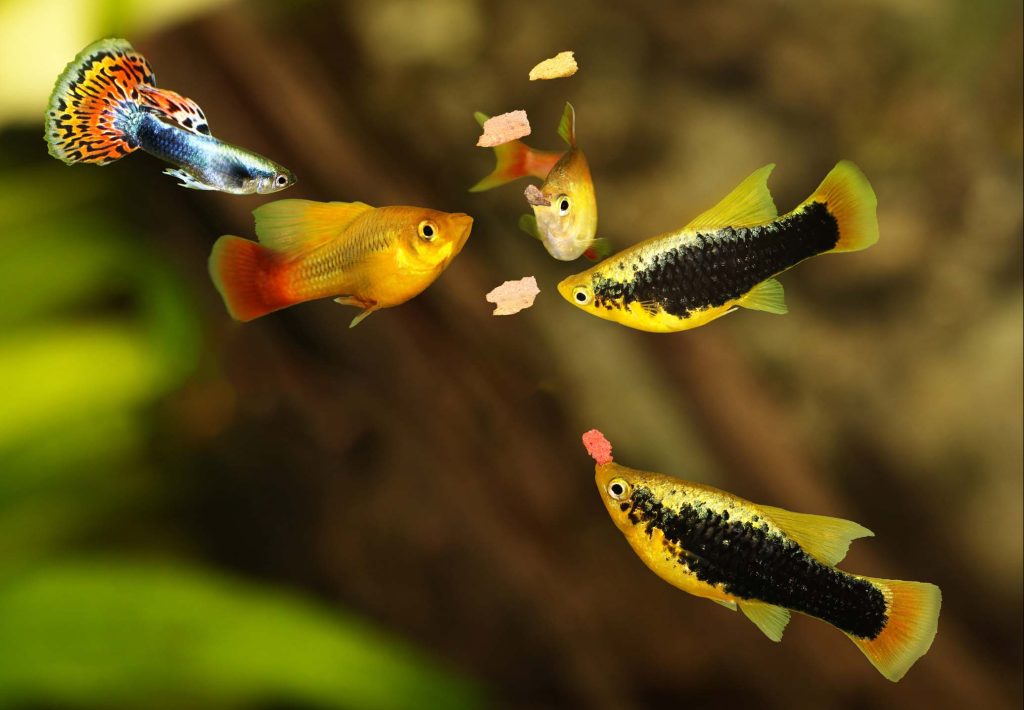 Feeding aquarium fish eating flake food swarm feeding tetra aqu Metropol